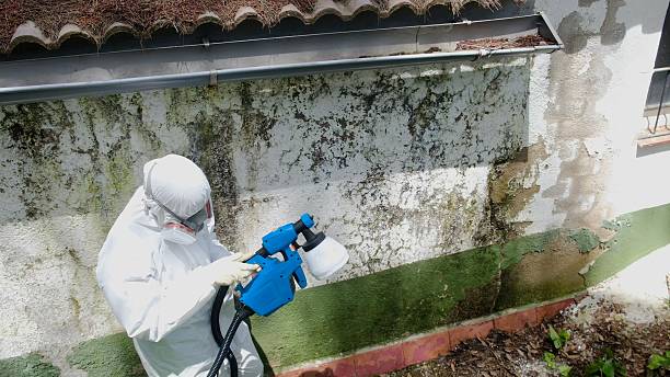 Top rated local Mold Remediation specialists in Cabin John, MD